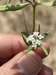 Mitracarpus breviflorus