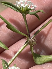 Mitracarpus breviflorus