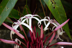 Crinum × amabile