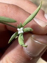 Mitracarpus breviflorus