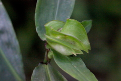 Commelina paludosa