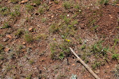 Lasiosiphon sericocephalus