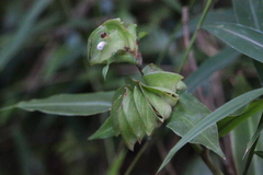 Commelina paludosa