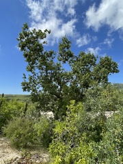 Nahuatlea arborescens