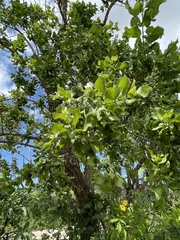 Nahuatlea arborescens