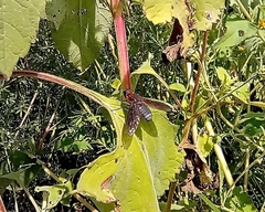 Cyananthrax cyanopterus