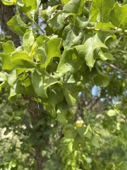Nahuatlea arborescens
