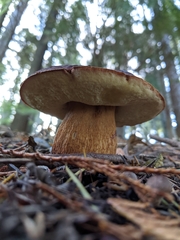 Aureoboletus mirabilis