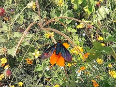 Cyananthrax cyanopterus