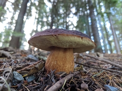 Aureoboletus mirabilis