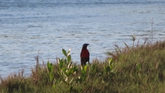 Leistes superciliaris