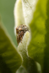 Centrotinae