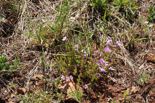 Image of Graderia subintegra by (c) Matthew Fainman, some rights reserved (CC BY)