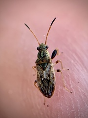 Pseudopachybrachius basalis