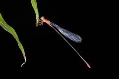 Teinobasis rufithorax