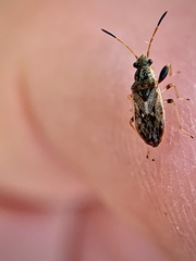 Pseudopachybrachius basalis