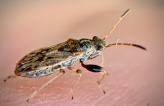 Pseudopachybrachius basalis