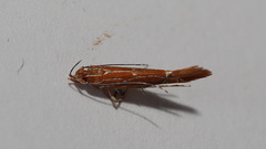 Labdia leucombra