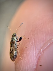 Pseudopachybrachius basalis