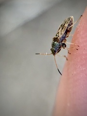 Pseudopachybrachius basalis