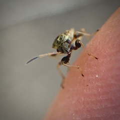 Pseudopachybrachius basalis