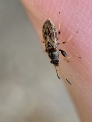 Pseudopachybrachius basalis