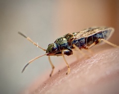 Pseudopachybrachius basalis