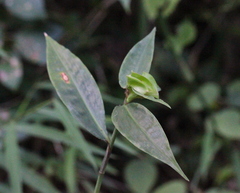 Commelina paludosa