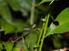Teinobasis rufithorax