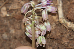 Ledebouria inquinata