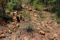 Triaspis glaucophylla