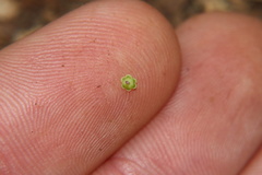 Ledebouria inquinata