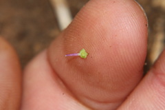 Ledebouria inquinata