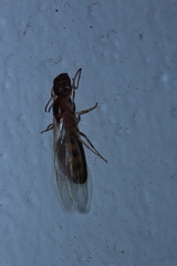 Colobopsis macrocephala