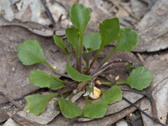 Viola cleistogamoides