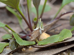 Viola cleistogamoides