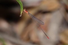 Teinobasis rufithorax