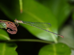 Teinobasis rufithorax