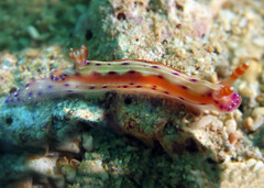 Hypselodoris decorata