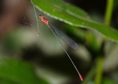 Teinobasis rufithorax