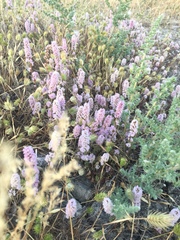 Psylliostachys spicata