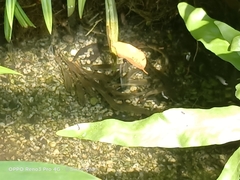 Barbonymus schwanefeldii