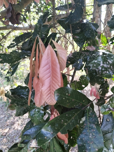 Arytera divaricata observed 2021-10-25
