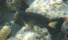 Pomacentrus chrysurus