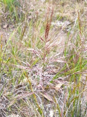 Bothriochloa bladhii