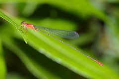 Teinobasis rufithorax