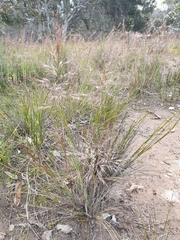 Bothriochloa bladhii