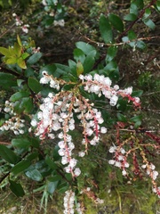 Gaultheria paniculata