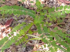 Phyllanthus gunnii