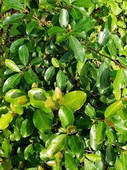 Ficus ingens ingens